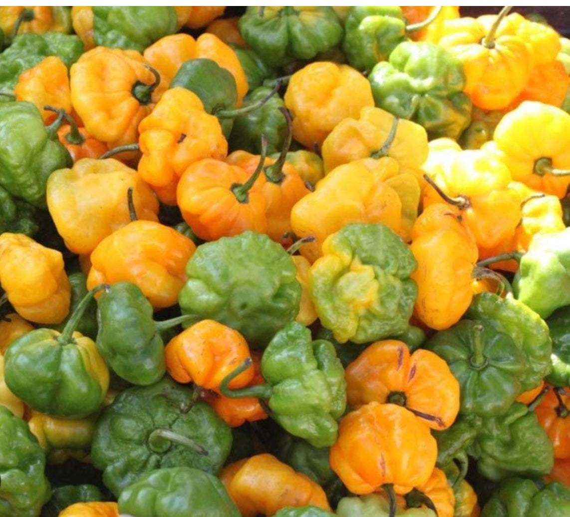 jamaican scotch bonnet pepper