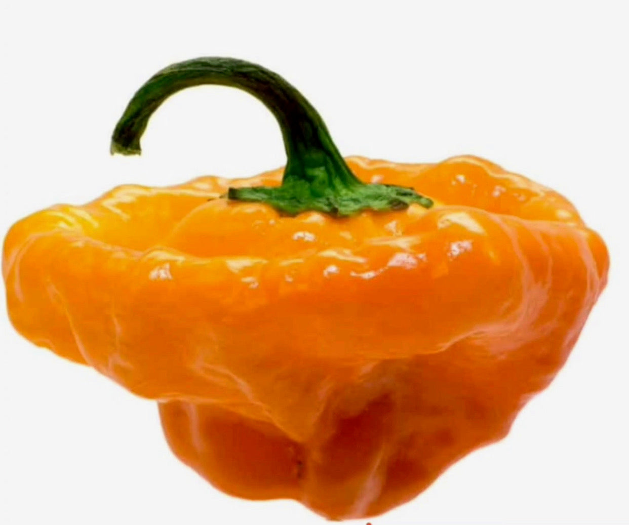 jamaican scotch bonnet pepper