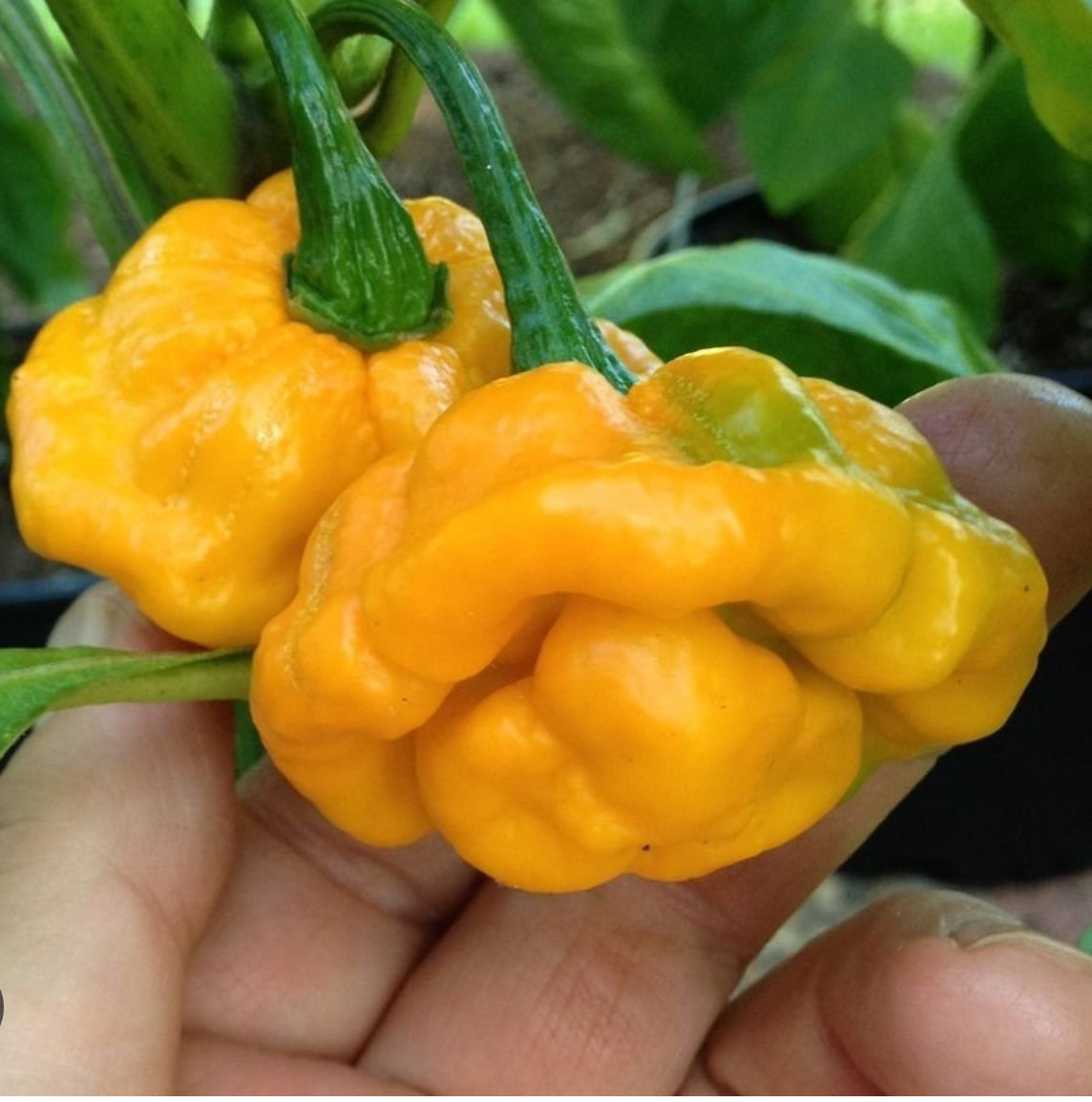 jamaican scotch bonnet pepper